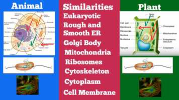 Free download O-BIO-chp-2-Plant cell vs Animal cell ( Compare and Contrast ) video and edit with RedcoolMedia movie maker MovieStudio video editor online and AudioStudio audio editor onlin