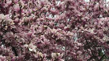 Free download Observational Cinema Project for Film 4 video and edit with RedcoolMedia movie maker MovieStudio video editor online and AudioStudio audio editor onlin