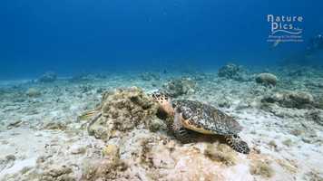 Free download ocean wonder pt.22 video and edit with RedcoolMedia movie maker MovieStudio video editor online and AudioStudio audio editor onlin