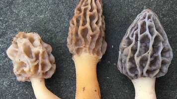 Free download Ode To Fungi video and edit with RedcoolMedia movie maker MovieStudio video editor online and AudioStudio audio editor onlin