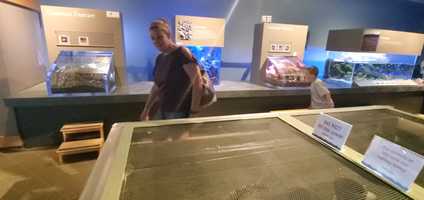 Free download Odiorne Seacoast Science Center 3 video and edit with RedcoolMedia movie maker MovieStudio video editor online and AudioStudio audio editor onlin