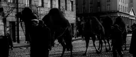 Free download Of Animals and Men trailer video and edit with RedcoolMedia movie maker MovieStudio video editor online and AudioStudio audio editor onlin