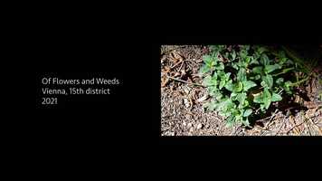 Free download OfFlowersAndWeeds.mp4 video and edit with RedcoolMedia movie maker MovieStudio video editor online and AudioStudio audio editor onlin