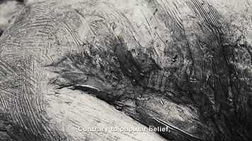 Free download Okumhlophe video and edit with RedcoolMedia movie maker MovieStudio video editor online and AudioStudio audio editor onlin