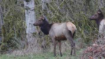 Free download Olympic National Park video and edit with RedcoolMedia movie maker MovieStudio video editor online and AudioStudio audio editor onlin