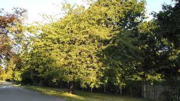 Free download One Tree One Year.mov video and edit with RedcoolMedia movie maker MovieStudio video editor online and AudioStudio audio editor onlin