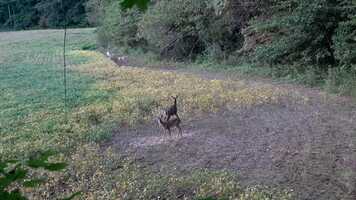 Free download Opening Day Buck Kill video and edit with RedcoolMedia movie maker MovieStudio video editor online and AudioStudio audio editor onlin