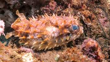 Free download Orbicular Burrfish video and edit with RedcoolMedia movie maker MovieStudio video editor online and AudioStudio audio editor onlin