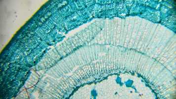 Free download ORIFLAME Science - Justine video and edit with RedcoolMedia movie maker MovieStudio video editor online and AudioStudio audio editor onlin