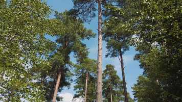 Free download Osmo Pocket Camera Test video and edit with RedcoolMedia movie maker MovieStudio video editor online and AudioStudio audio editor onlin