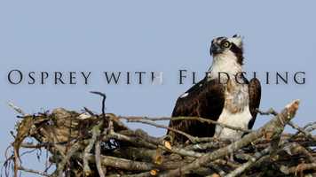 Free download Osprey with fledgling video and edit with RedcoolMedia movie maker MovieStudio video editor online and AudioStudio audio editor onlin