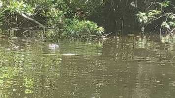 Free download Otter video and edit with RedcoolMedia movie maker MovieStudio video editor online and AudioStudio audio editor onlin