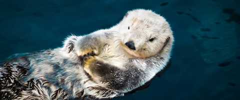 Free download OTTER - ONE OF MY THE BEST FRIENDS (4K) video and edit with RedcoolMedia movie maker MovieStudio video editor online and AudioStudio audio editor onlin