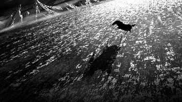 Free download Our Dragons - Test 1 video and edit with RedcoolMedia movie maker MovieStudio video editor online and AudioStudio audio editor onlin