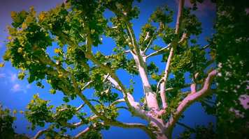 Free download Our Favorite Trees: Claire (The Sycamore Song) video and edit with RedcoolMedia movie maker MovieStudio video editor online and AudioStudio audio editor onlin
