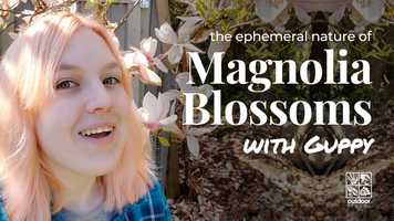 Free download Outdoor School Anywhere Series: Guppys Magnolia Tree video and edit with RedcoolMedia movie maker MovieStudio video editor online and AudioStudio audio editor onlin