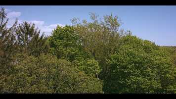 Free download Over the Trees video and edit with RedcoolMedia movie maker MovieStudio video editor online and AudioStudio audio editor onlin