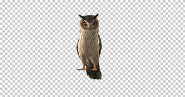 Free download Owl Looking Around | Motion Graphics - Envato elements video and edit with RedcoolMedia movie maker MovieStudio video editor online and AudioStudio audio editor onlin