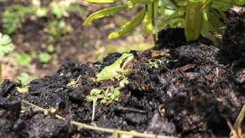 Free download Pacific Tree Frog Garden (no voice) video and edit with RedcoolMedia movie maker MovieStudio video editor online and AudioStudio audio editor onlin