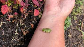 Free download Pacific Tree Frog (no voice) video and edit with RedcoolMedia movie maker MovieStudio video editor online and AudioStudio audio editor onlin