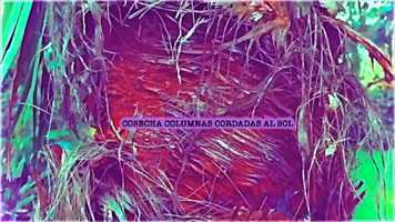 Free download PALMAS video and edit with RedcoolMedia movie maker MovieStudio video editor online and AudioStudio audio editor onlin