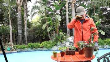 Free download Pandemic Diversions video and edit with RedcoolMedia movie maker MovieStudio video editor online and AudioStudio audio editor onlin