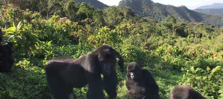 Free download Pandemimaps: Evolve video and edit with RedcoolMedia movie maker MovieStudio video editor online and AudioStudio audio editor onlin