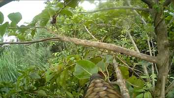 Free download Pango-Cam: The Worlds First Pangolin-Camera video and edit with RedcoolMedia movie maker MovieStudio video editor online and AudioStudio audio editor onlin