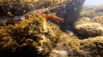 Free download Paranefrops Planifrons - 4k - ProRes video and edit with RedcoolMedia movie maker MovieStudio video editor online and AudioStudio audio editor onlin