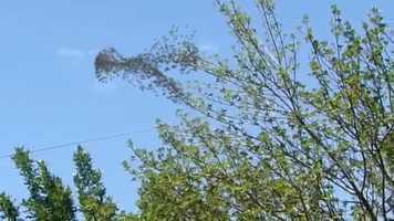 Free download Passer video and edit with RedcoolMedia movie maker MovieStudio video editor online and AudioStudio audio editor onlin