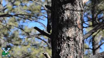 Free download PBS Student Reporting Lab Assignment- Citizen Science- Audubon Society -Climate Watch video and edit with RedcoolMedia movie maker MovieStudio video editor online and AudioStudio audio editor onlin