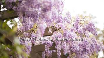 Free download Peace Of Mind by Sharon Spinetti video and edit with RedcoolMedia movie maker MovieStudio video editor online and AudioStudio audio editor onlin