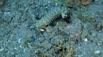 Free download Peacock Mantis Shrimp, from Tulamben video and edit with RedcoolMedia movie maker MovieStudio video editor online and AudioStudio audio editor onlin