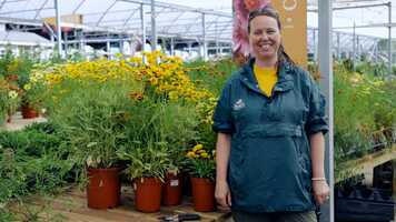 Free download PETITTI Coreopsis | Grow Tickseed for Deer Resistance, Cut Flowers  Pollinators video and edit with RedcoolMedia movie maker MovieStudio video editor online and AudioStudio audio editor onlin