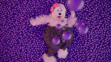 Free download PETLOVE - A Volta da Priscila video and edit with RedcoolMedia movie maker MovieStudio video editor online and AudioStudio audio editor onlin