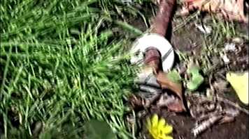 Free download Phase Red video and edit with RedcoolMedia movie maker MovieStudio video editor online and AudioStudio audio editor onlin