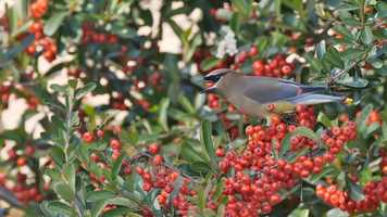 Free download Photos That Come Alive video and edit with RedcoolMedia movie maker MovieStudio video editor online and AudioStudio audio editor onlin