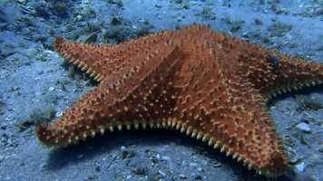 Free download PIA_203_The_Fish_Trailer video and edit with RedcoolMedia movie maker MovieStudio video editor online and AudioStudio audio editor onlin