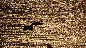 Free download Piesen zlateho jazera - Song of the Golden Lake video and edit with RedcoolMedia movie maker MovieStudio video editor online and AudioStudio audio editor onlin