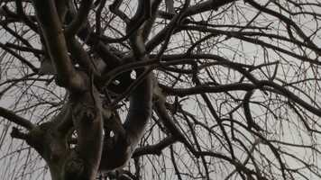 Free download PIPPA video and edit with RedcoolMedia movie maker MovieStudio video editor online and AudioStudio audio editor onlin