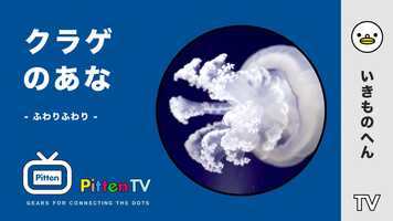 Free download PittenTV_JELLYFISH_#001 video and edit with RedcoolMedia movie maker MovieStudio video editor online and AudioStudio audio editor onlin