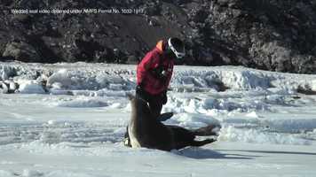 Free download PKG 5 Weddell Seals video and edit with RedcoolMedia movie maker MovieStudio video editor online and AudioStudio audio editor onlin