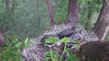 Free download Pluie au nid video and edit with RedcoolMedia movie maker MovieStudio video editor online and AudioStudio audio editor onlin