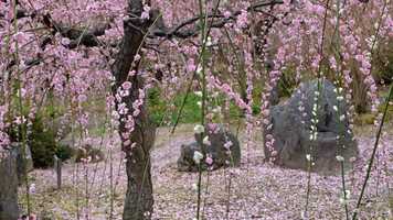 Free download Plum blossom season in Kyoto video and edit with RedcoolMedia movie maker MovieStudio video editor online and AudioStudio audio editor onlin