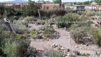 Free download Pollinators at Bosque del Apache video and edit with RedcoolMedia movie maker MovieStudio video editor online and AudioStudio audio editor onlin