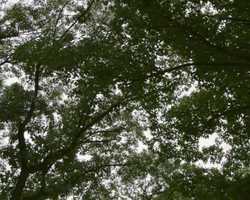 Free download Pond Scum Under the Microscope  Pondlife #1 video and edit with RedcoolMedia movie maker MovieStudio video editor online and AudioStudio audio editor onlin