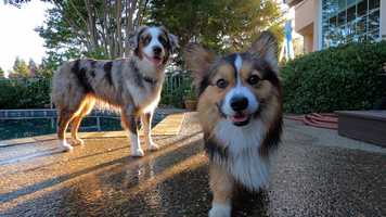 Free download Poppys Summer Vacation video and edit with RedcoolMedia movie maker MovieStudio video editor online and AudioStudio audio editor onlin