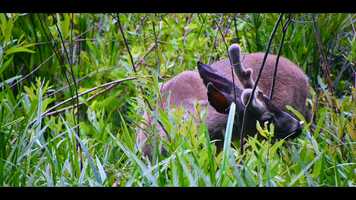 Free download Portraits.mp4 video and edit with RedcoolMedia movie maker MovieStudio video editor online and AudioStudio audio editor onlin