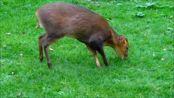 Free download Possible actions that you can take video and edit with RedcoolMedia movie maker MovieStudio video editor online and AudioStudio audio editor onlin