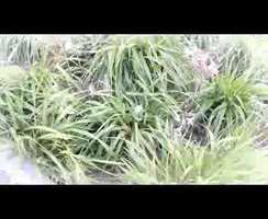 Free download Potricia the Super Tator video and edit with RedcoolMedia movie maker MovieStudio video editor online and AudioStudio audio editor onlin